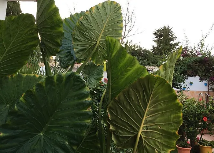 Hotel Carmen Teresa Torremolinos