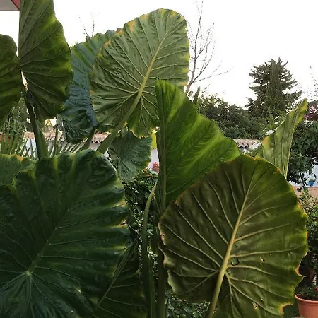 Ξενοδοχείο Carmen Teresa Τορρεμολίνος